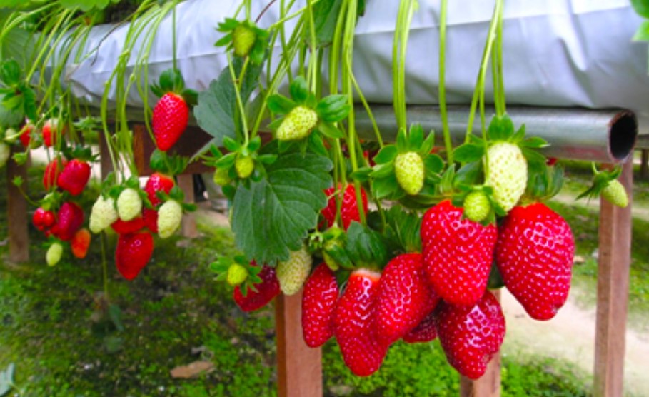 Home Garden Strawberries